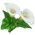 Callas Lily