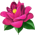 Camélia