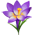Crocus
