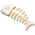 Espinha de Peixe
