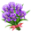 Buquê de Íris