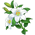 Lírio