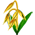 Aveia 