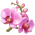 Orquídea