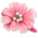 Presilha de Magnólia Rosa