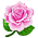 Pink Rose
