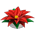 Poinsétia Água Luz