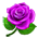 Rosa Roxa