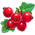 Red Currant