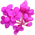 Cercis