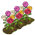 Canteiro de Rosas