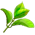 Folha de Melaleuca