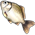 Tilápia