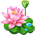 Water Lily