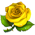 Yellow Rose