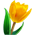 Yellow Tulip