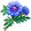 Blue Cornflower