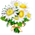 Buquê de Margaridas