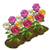 Canteiro de Rosas