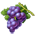 Uva Uva