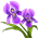 Íris