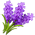 Lavanda Lavanda
