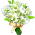 Buquê de Lírios