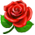 Rosa Vermelha