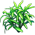 Rotala