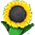 Fée     Sunflower_p.1