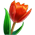 Tulipa