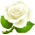 White Rose